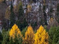Goldene Lärchen mit Halloween Gesicht im Nadelwald